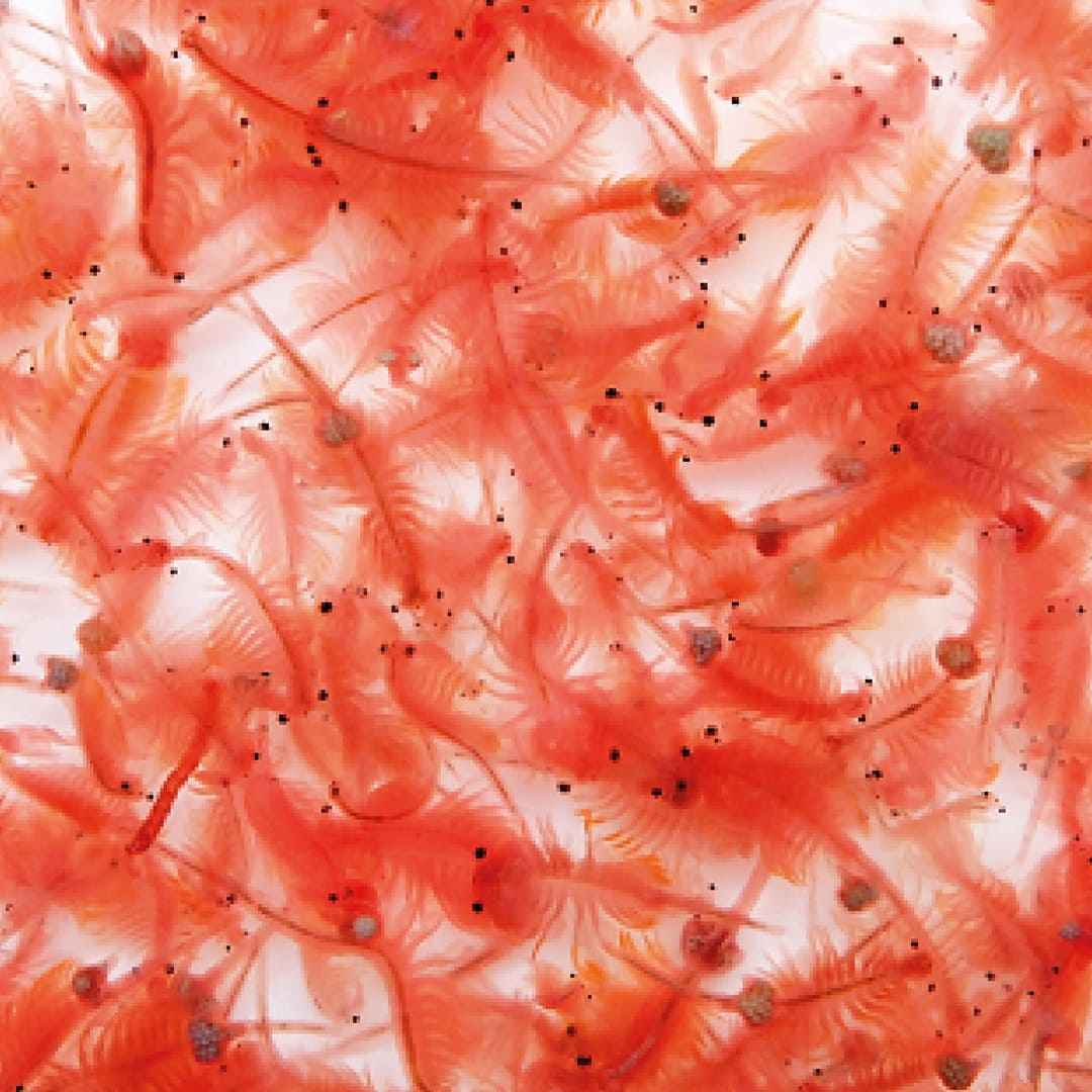 Artemia züchten und kultivieren