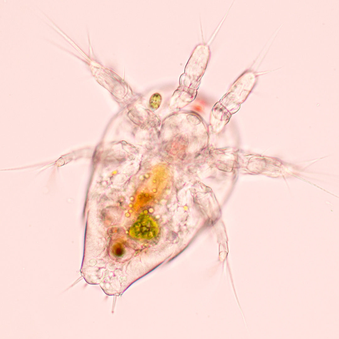 Copepode Acartia tonsa - Primo piano