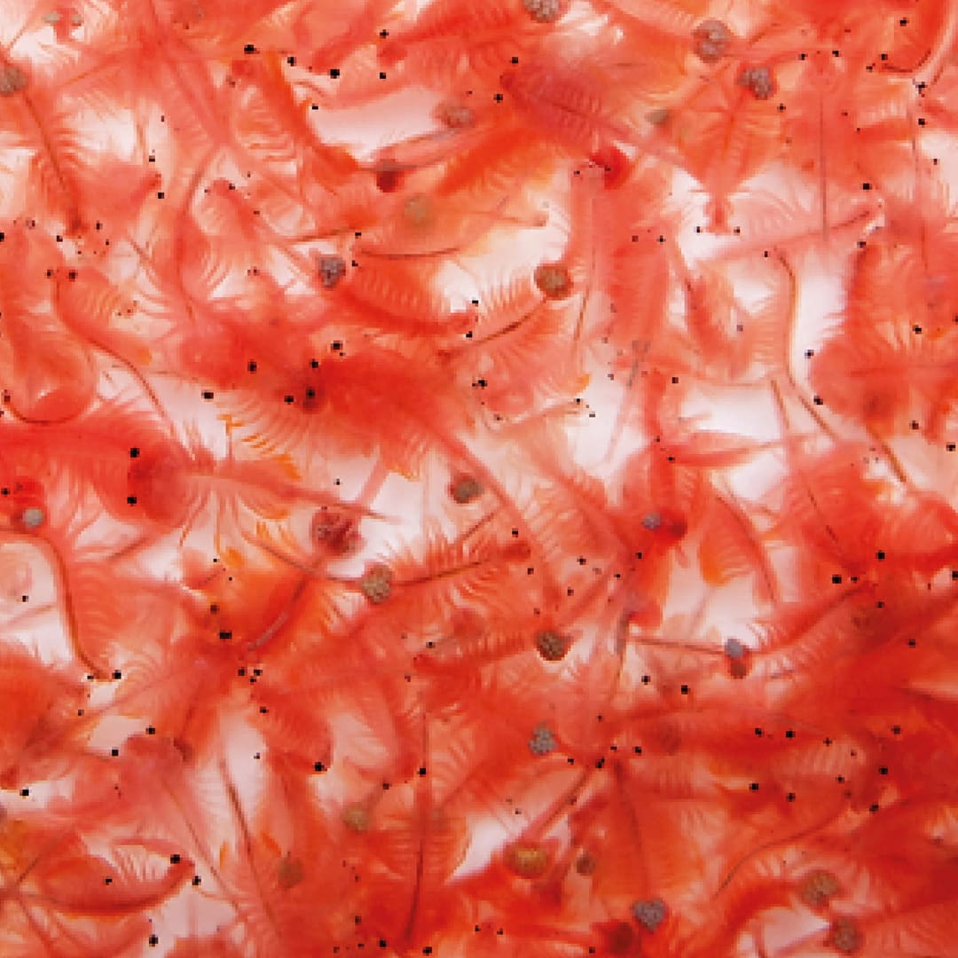 ArtemiaVita - Artemia Nauplien