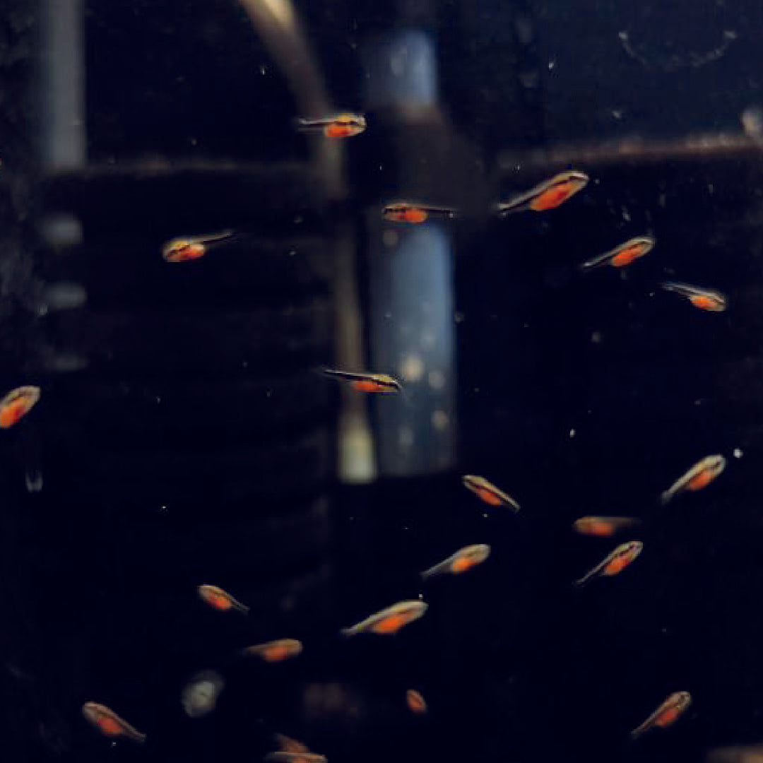 ArtemiaVita - Artemia breeding 95%-99% hatching