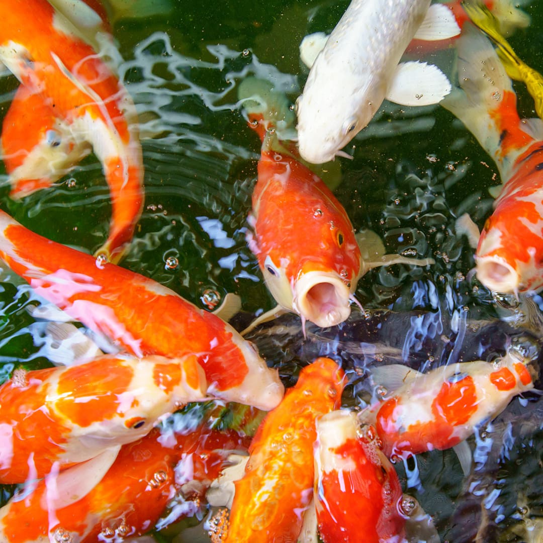 Junge Japan Koi füttern