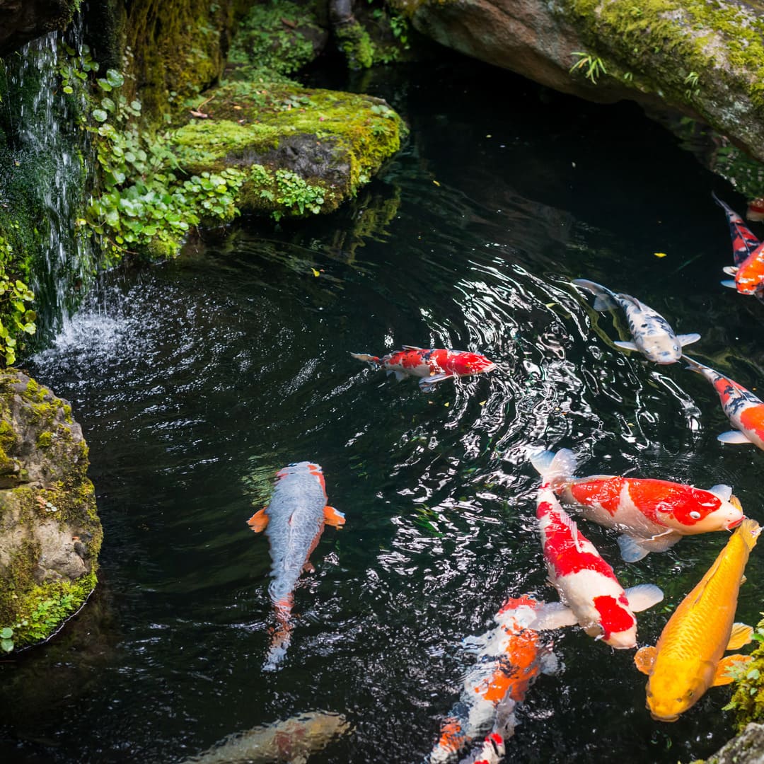 Koi Teich mit Koi Saikin - natürlich und vital ohne Chemie