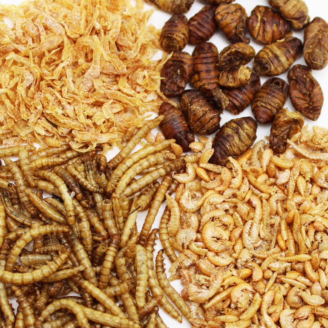 algova Koi FutterSet Natur - protein- und abwechslungsreich