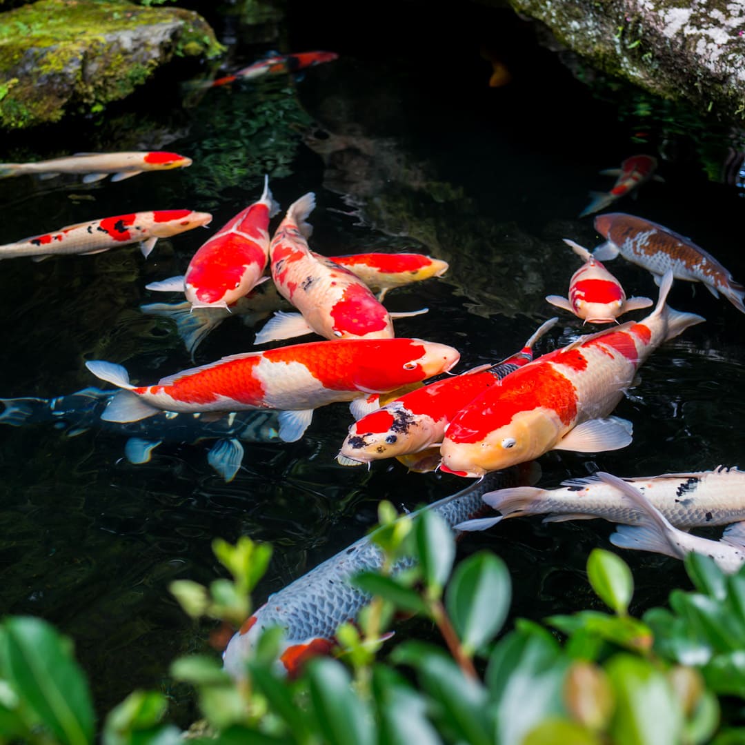 Japan Koi im Teich - warten au Fressen