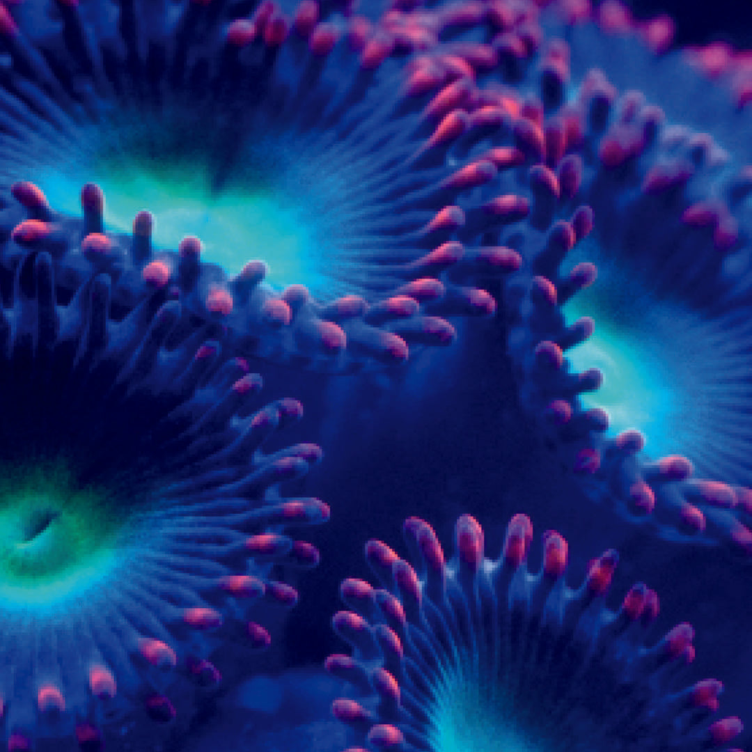 PhytoCoral