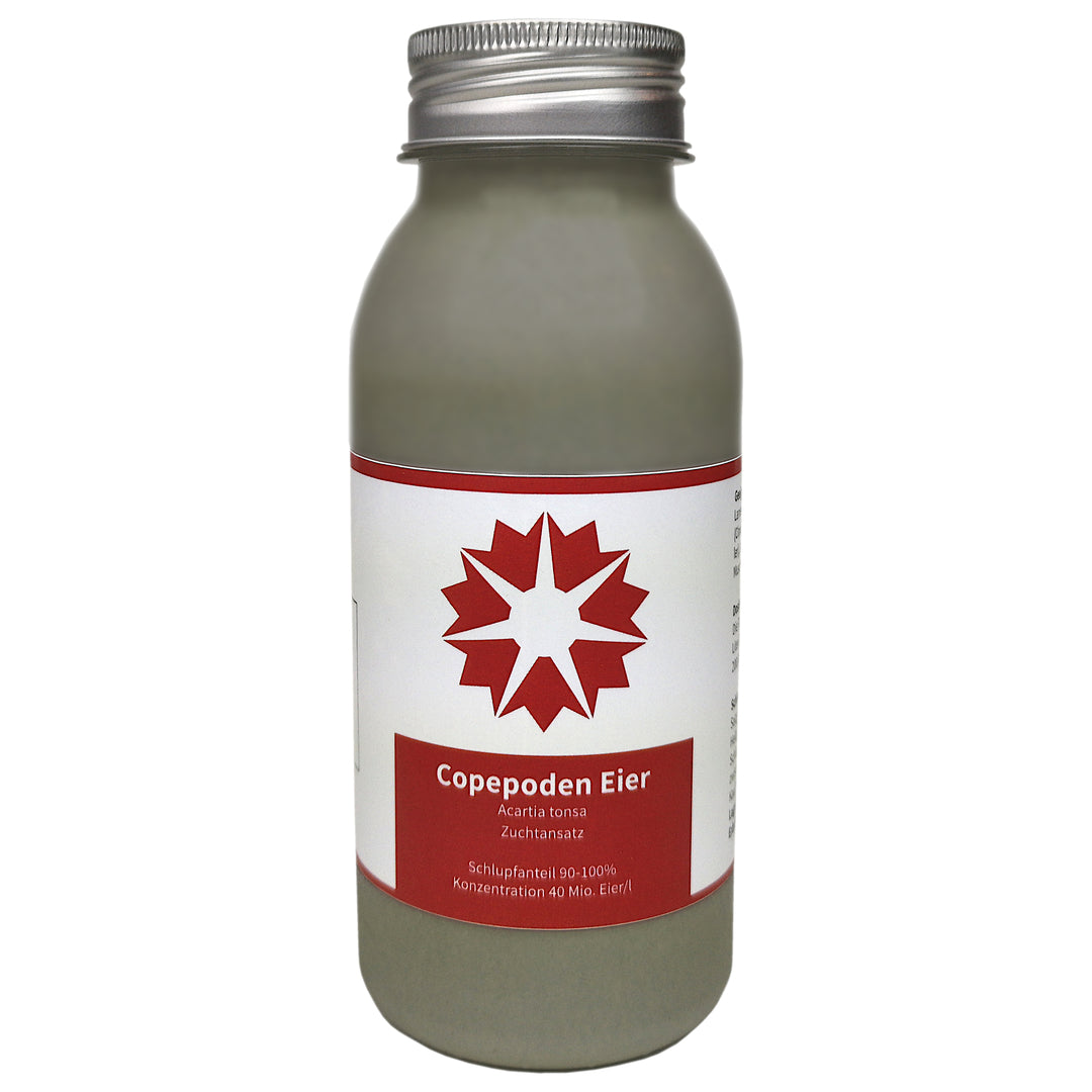 Copepod eggs Acartia tonsa - Batch September 2025