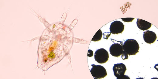 Wie züchtet man Copepoden Eier von Acartia tonsa?