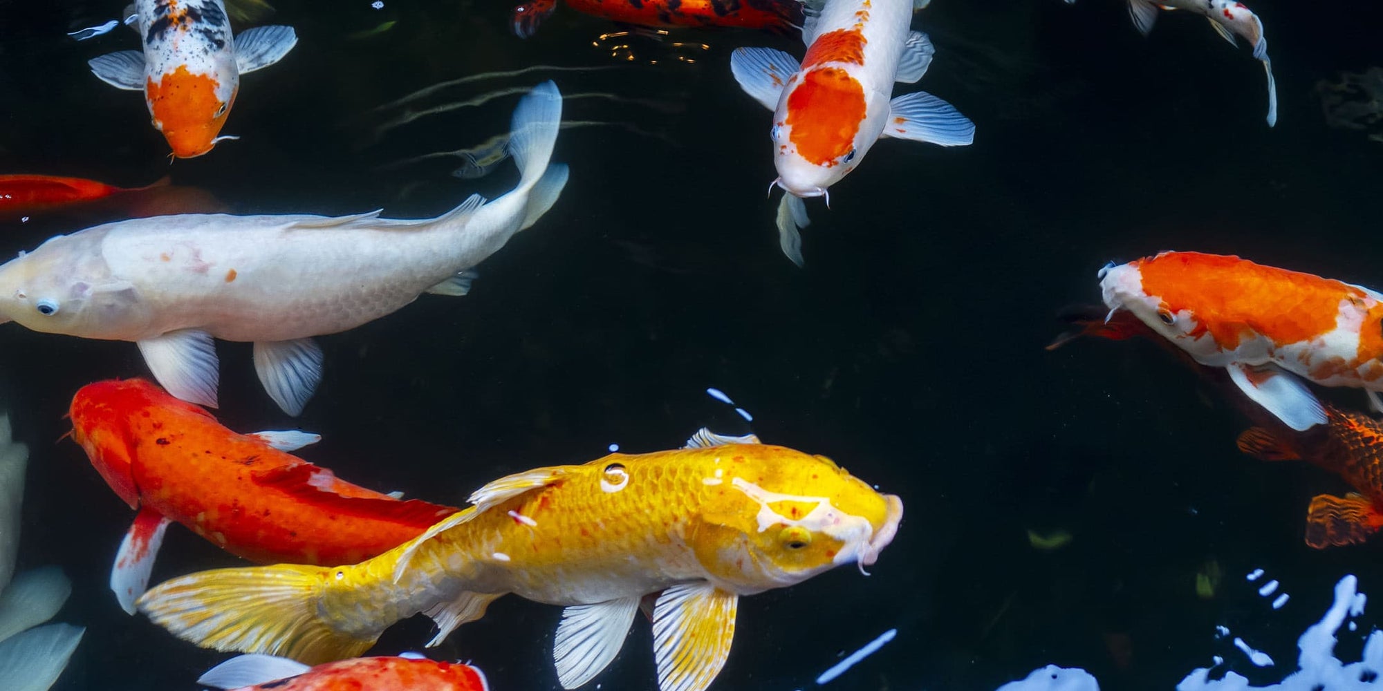 Warum springen Koi aus dem Wasser?