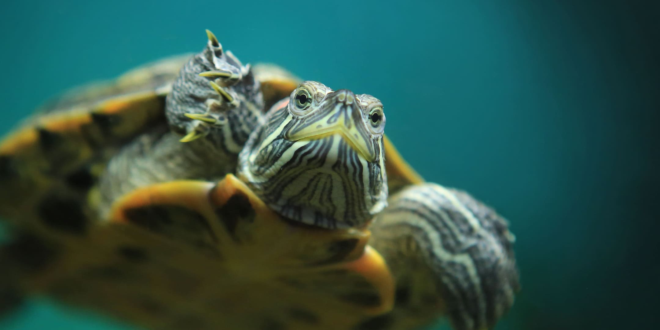 Wasserschildkröten