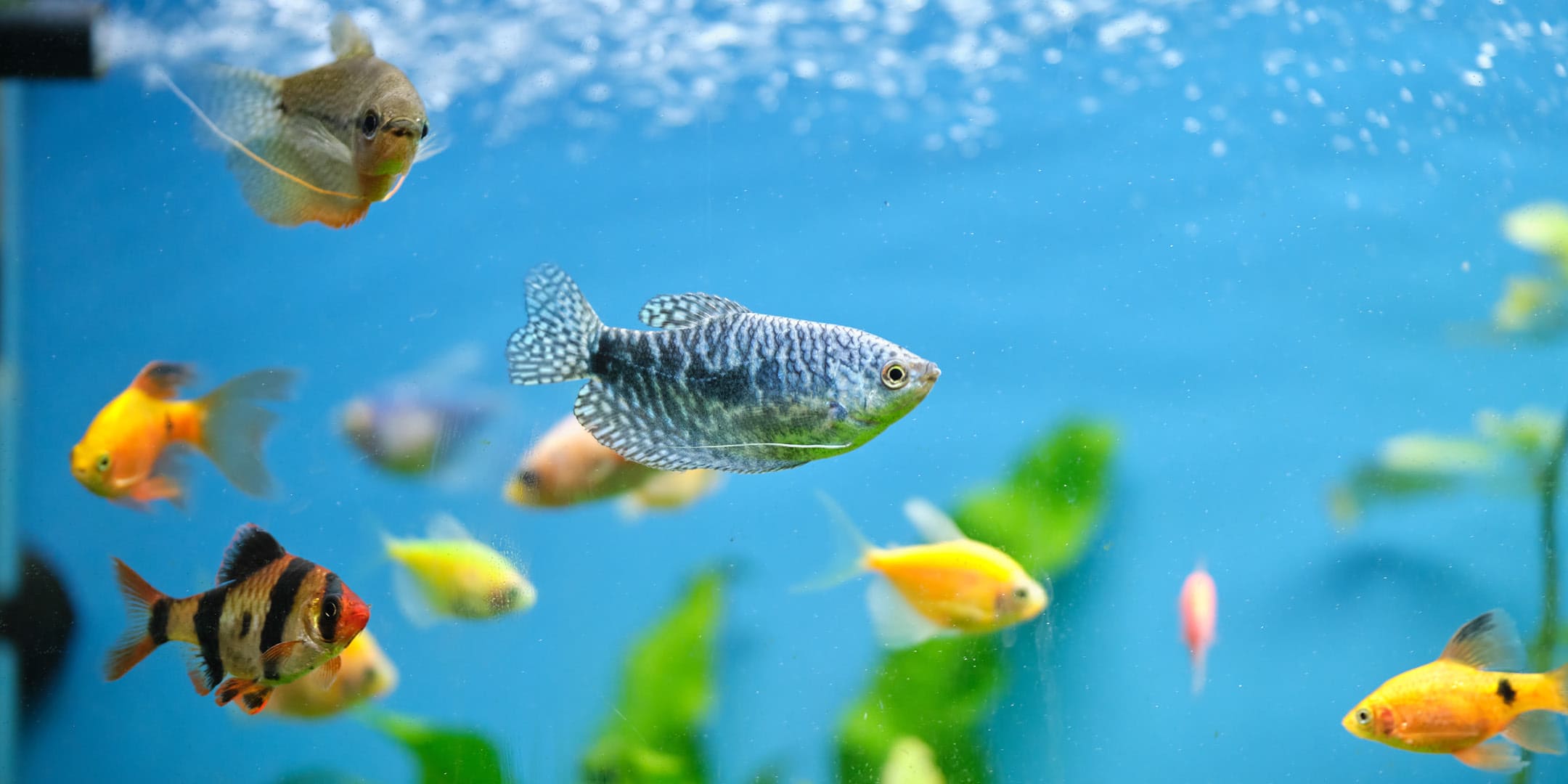 Wasserpflege-Bakterien für Aquarium - in Profiqualität besonders wirksam