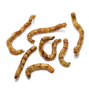 rote mückenlarven aufbewahren Rote Mückenlarven getrocknet