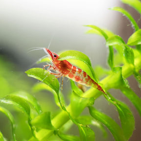 Shrimp ZoeaPlus - kleine Garnelen