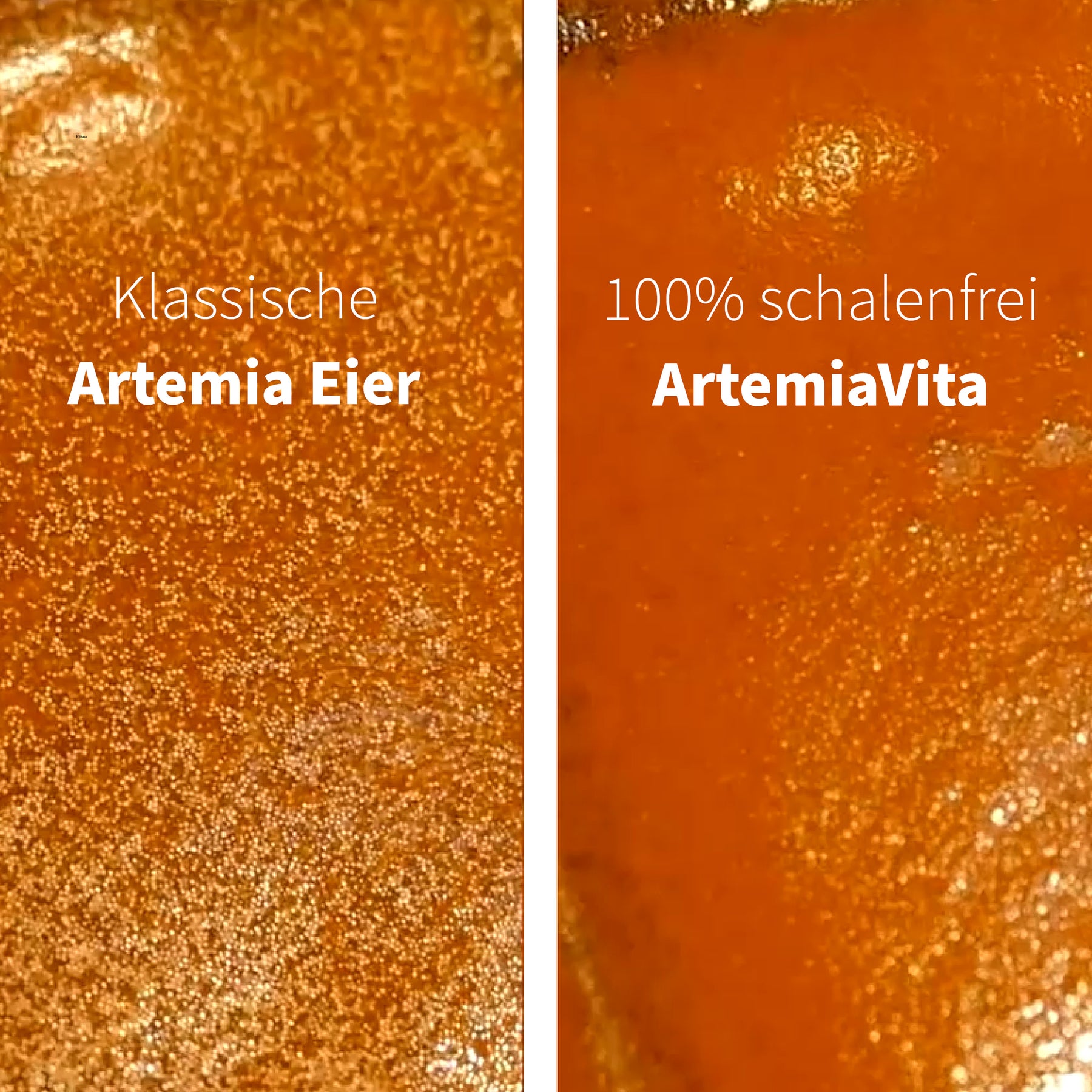 ArtemiaVita StarterSet - Élevez des Artemia sans coquilles à 100%