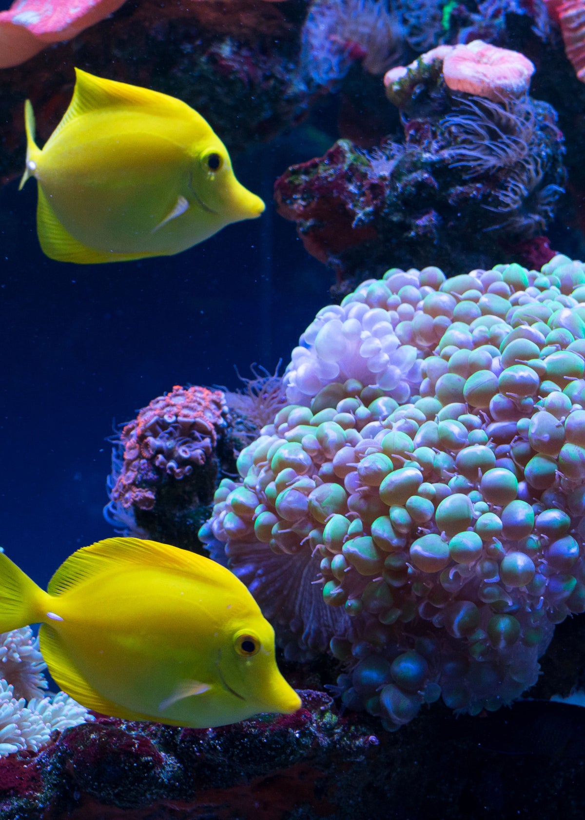Futter für Korallen Aquarien und Süßwasser Aquarien