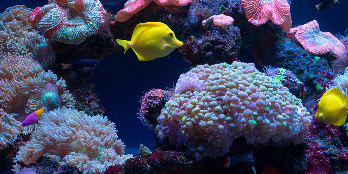 Futter für Korallen Aquarien und Süßwasser Aquarien