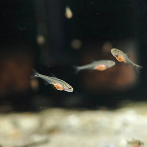 ArtemiaVita - Jungfische gefahrlos ohne Schalenreste füttern