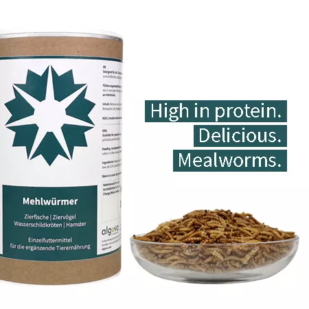 mealworms dried